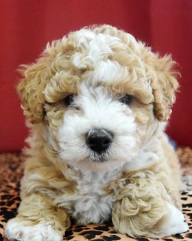 2017-02-12 14.59.20.jpg