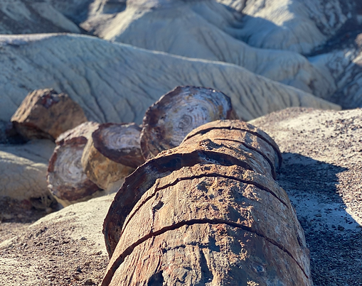 Petrified Forest / Painted Desert