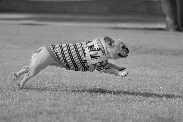 NUKENAIHARNESS動きやすさ