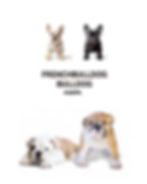 フレンチブルドッグ子犬情報.jpg