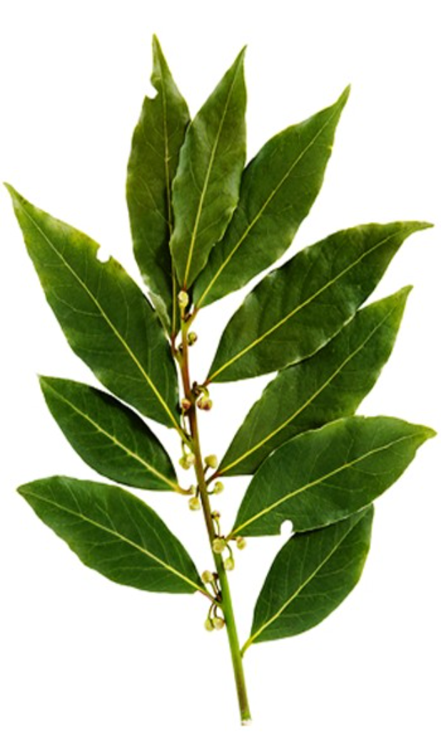 Bay Laurel (Bay Leaf)