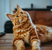 amber-kipp-75715CVEJhI-unsplash_edited.jpg
