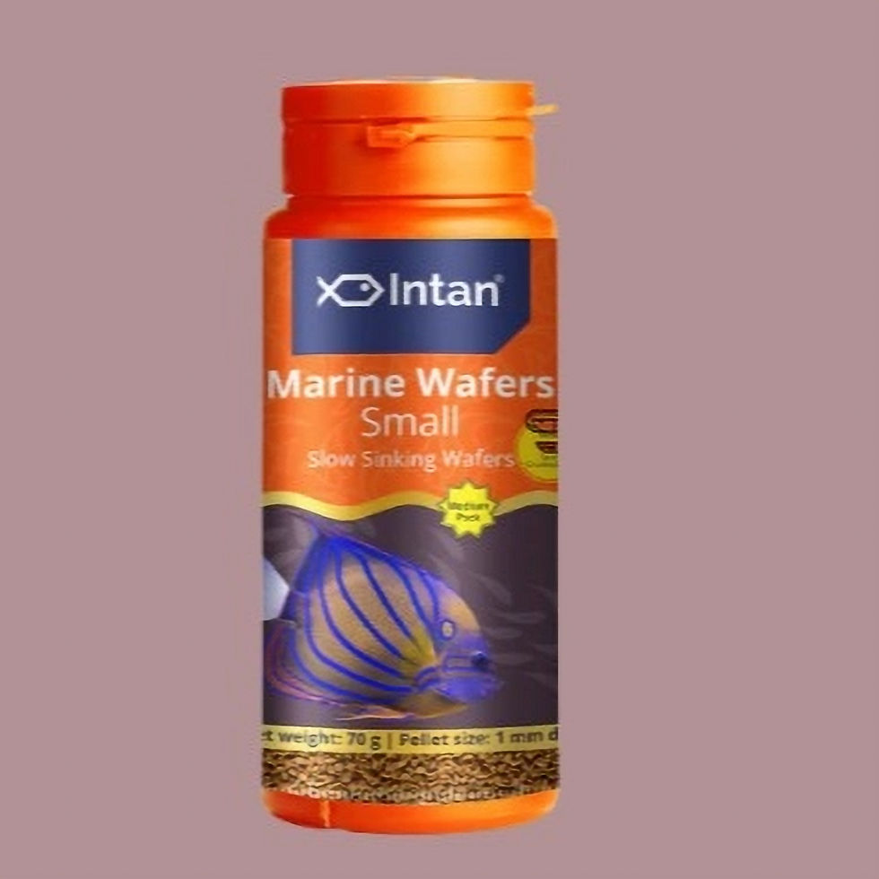 Intan Marine Wafers (Small)