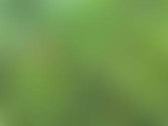 mushroom sounded by green plants