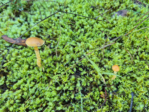 mushroom sounded by green plants