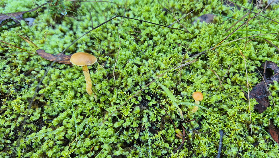 mushroom sounded by green plants