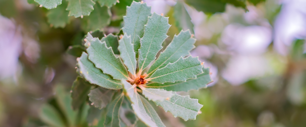Native Australian plant