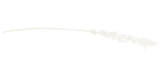 Soothing Season Logo (7).png