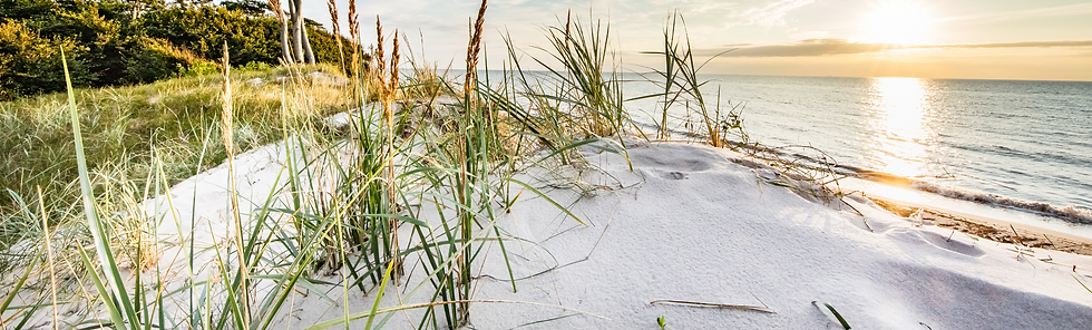 Beach dunes, reeds and sea