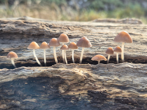 mushrooms on a log