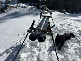 Ski to Table with dog