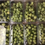Thumbnail: Punnet grapes 