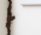 Termite mud tubes along an interior wall, one of the warning signs homeowners should not ignore