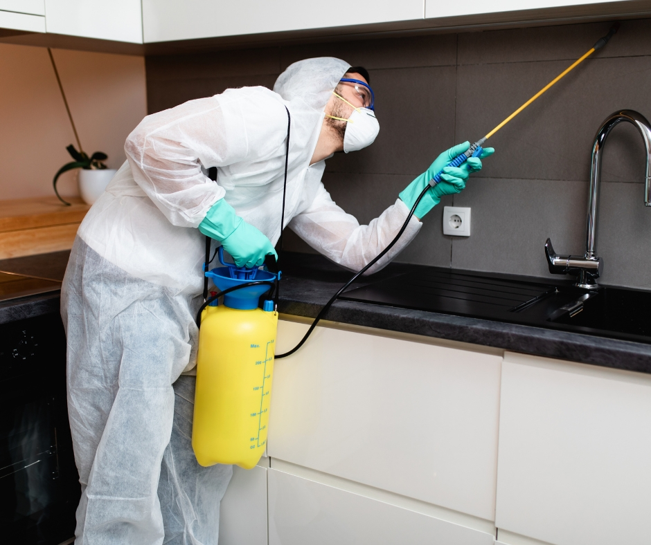 Why Termites Are Attracted to Your Home