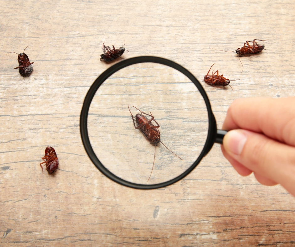 Cockroach Countermeasures: Essential Tips to Keep Your Home Roach-Free