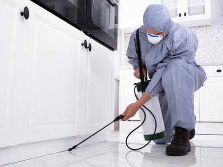 Best Ways to Prevent Termite Infestations