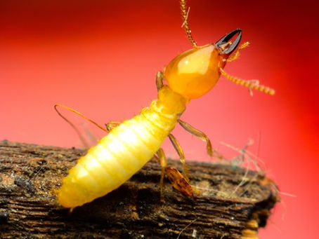 When Should You Treat Your Yard for Termites?