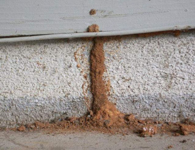 Subterranean termite mud tube on a stucco foundation wall near floor level — a key warning sign of termite damage to the subfloor and joists in a Los Angeles home