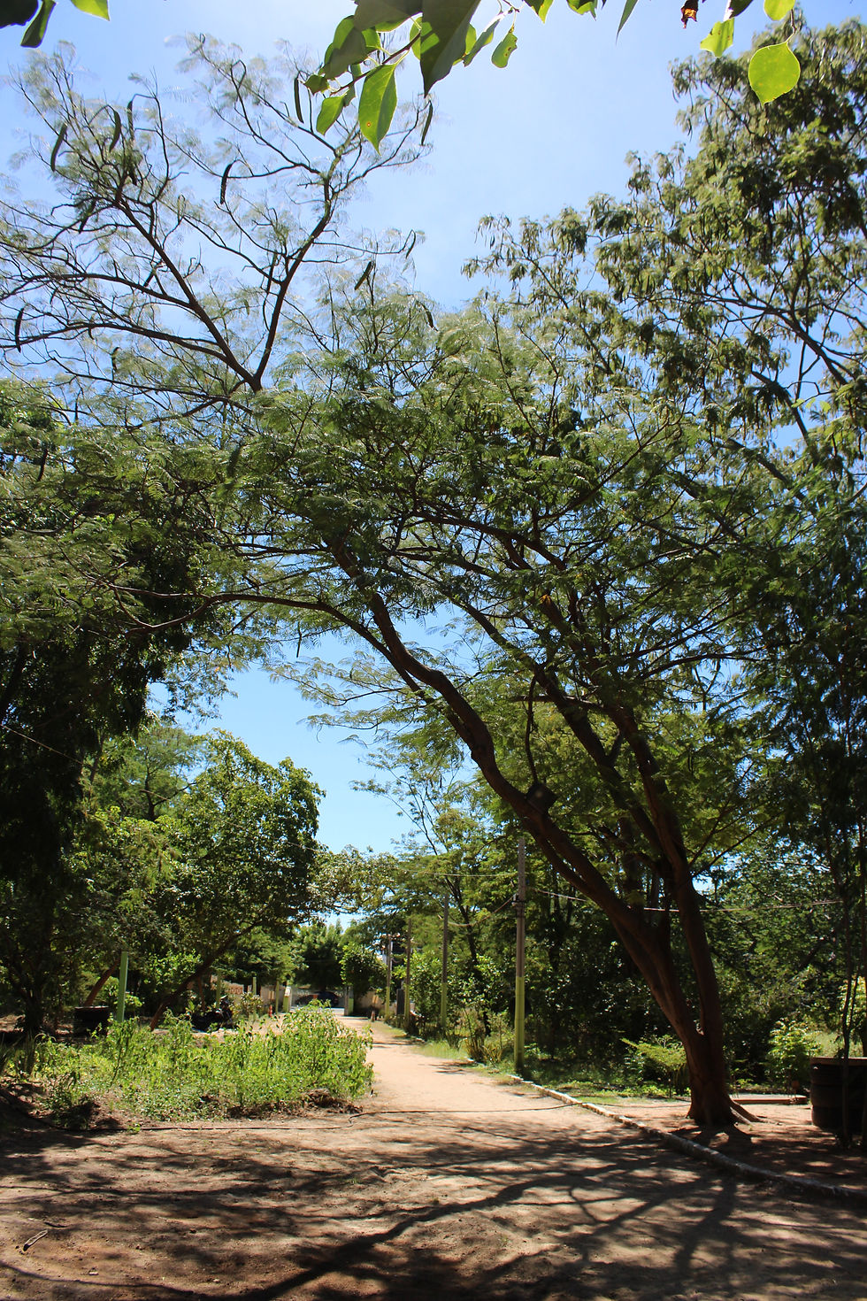 Área principal do Campo Florestal