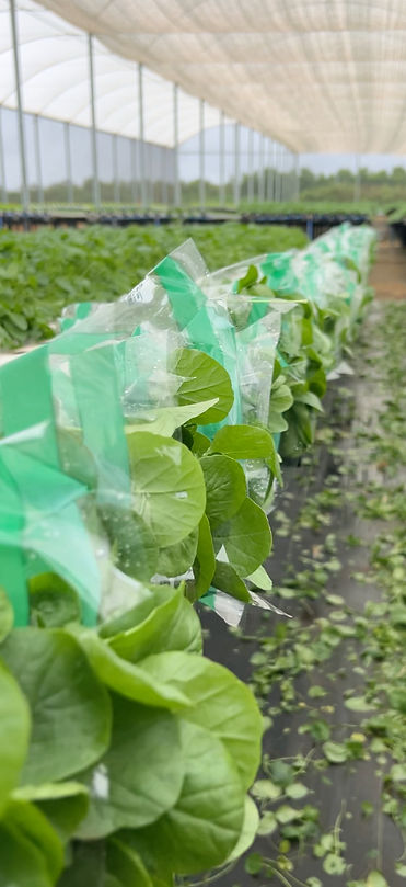 chácara das folhagens