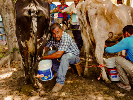 Santiago Niltepec se Prepara para el Sexto Concurso de la Vaca Lechera: Una Celebración de Tradición y Comunidad