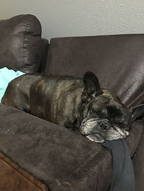 Millie.JPG