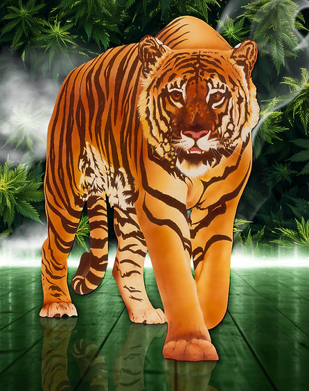 TIGER_1.jpg