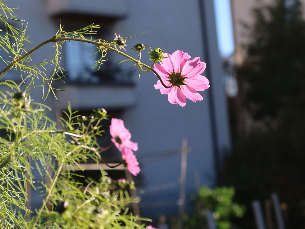 Regarder, peindre et (de)crire la nature: Chailly 2030 participe à la Fête de la nature
