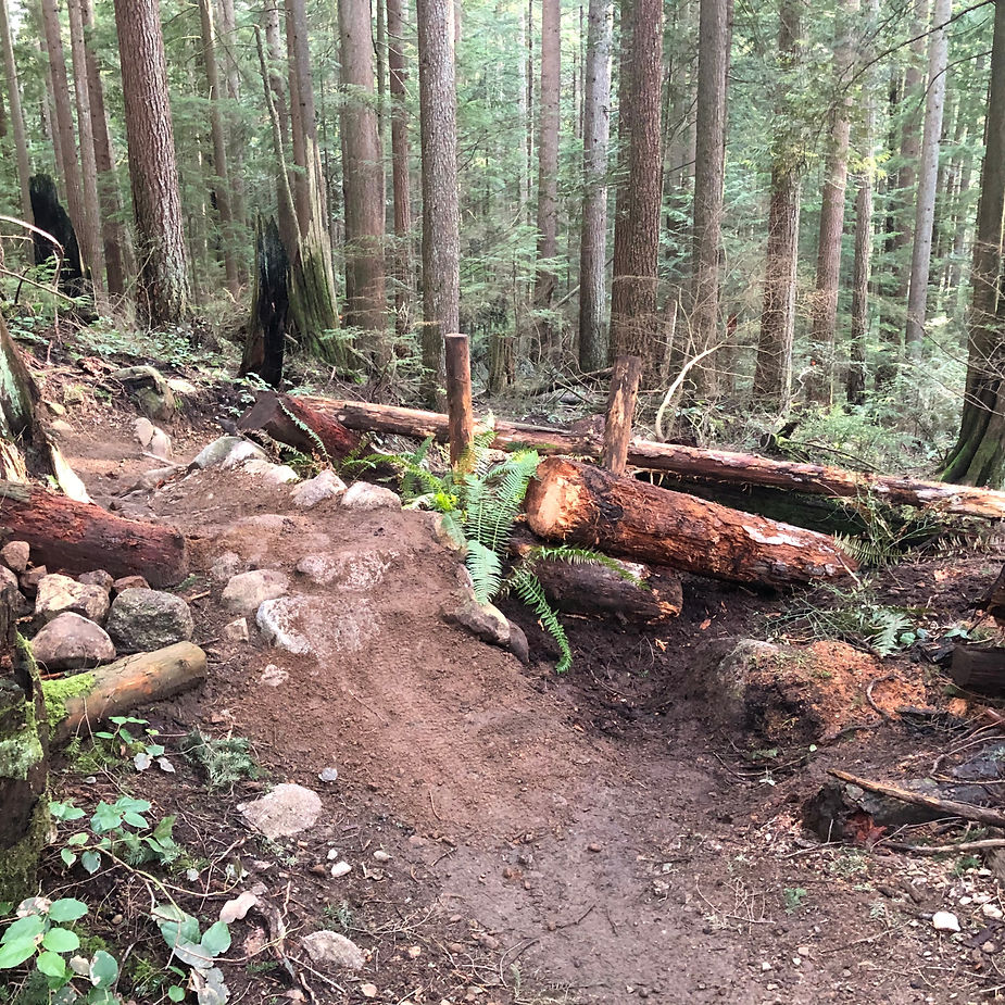 trail in forest after restoration work