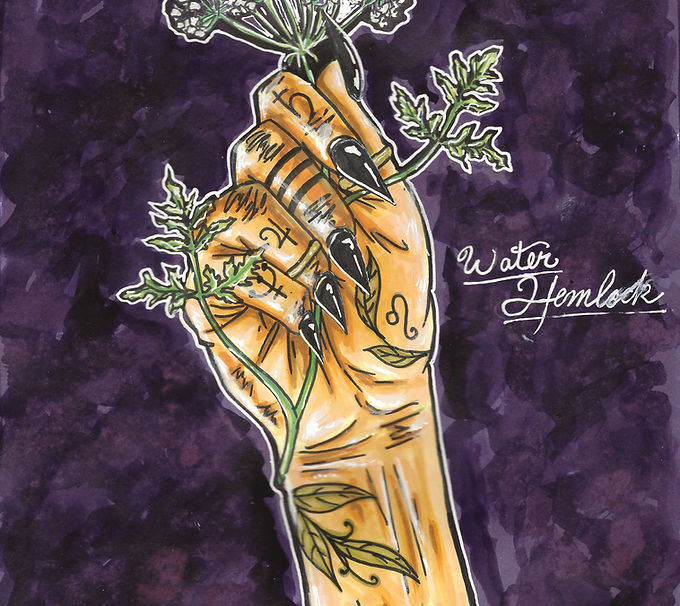 witch hand with Water Hemlock.jpg