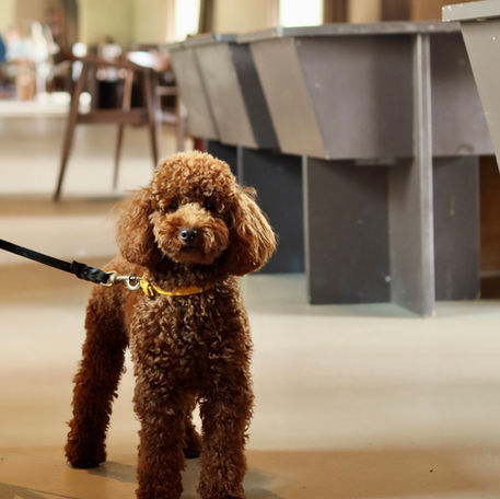 Milan’s Dog Moms Share Their Favourite Vets, Parks, Travel Tips – And More