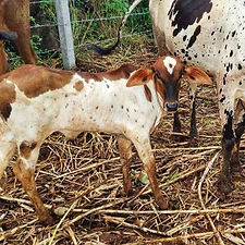 a0be448d-bdc2-41af-8daf-f1fe0def70f7