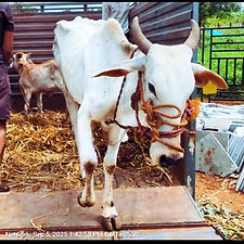 e29c1bd8-88f5-4ade-952b-e95e1bea53b3