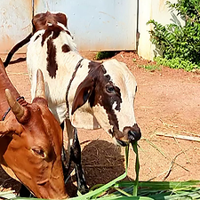 b78bfdce-8ade-44cc-94b7-ca00250f3f9b