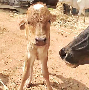 Pitru Tarpan 2024-01-11.jpg