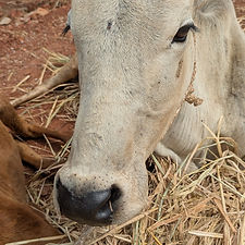 70cf21ab-e402-49ac-a23f-0279f671c751