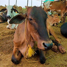 b17736ab-9b4e-4fa2-bec5-d00f8d8ce045