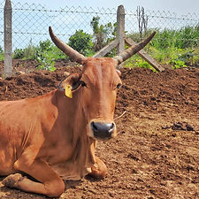 ceb2240a-813c-4d43-8f7e-8c0732781f41