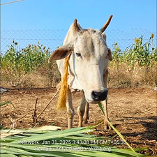 5c272d4b-0a23-414f-bfee-b82615736866