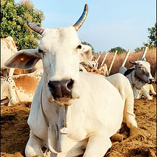 021d6035-94a4-4c37-8755-51a87a5a3dac