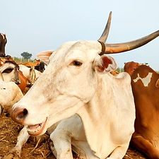 12092023-d4cf-45aa-b2a6-7097ea77c099