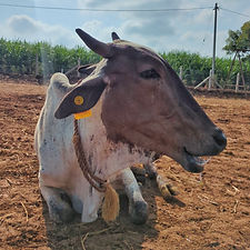 f8ce876f-692a-4062-b016-679d20320444