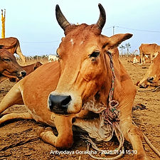 155930e0-79d5-4500-987b-41a6940fec09