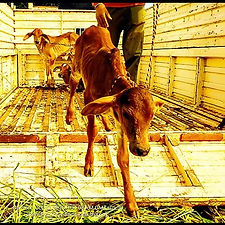 6f83d330-7e4e-4bbe-8952-f018d07f08ed