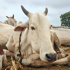 43365c80-0592-4f8a-bac4-6b2ec89b5ae4