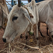 0b6ee1a1-fe3a-4702-a4e6-662c4c5ffd24