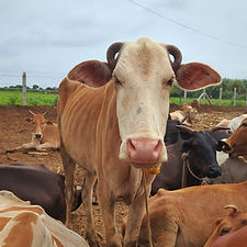 17485f9b-b97f-4809-93c2-30dd0e222a38