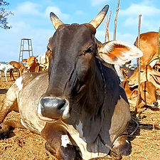 33c0ee69-db23-4288-94c8-a5adaab8e364