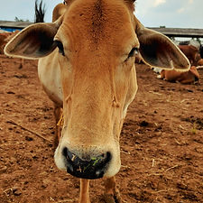 cedafbd6-4da6-4f3a-8250-afcf127cd962