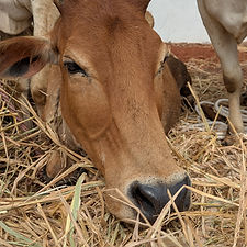 a0c14a26-4d1b-4adc-b73e-39bf3607f409